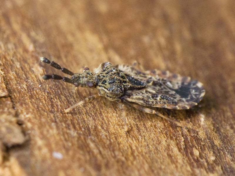 Aradus depressus (Fabricius, 1794)